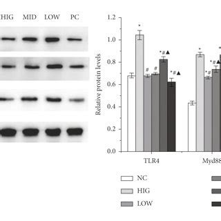 FLD Improves The Symptoms Of NAFLD A The Serum TC TG And Glu