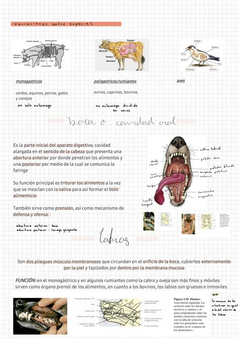 Solution Anatomia Veterinaria Sistema Digestivo Studypool