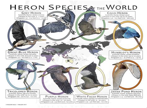 Heron Species of the World Poster Print