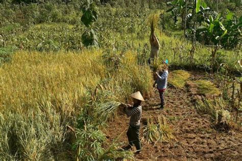 Tingkatkan Ketahanan Pangan Kementan Kembangkan Lahan Kering Di NTT