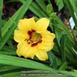 Daylily Hemerocallis Siloam June Bug In The Daylilies Database