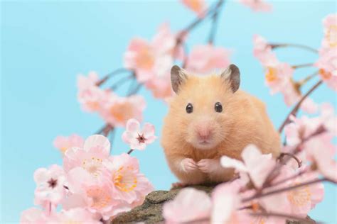 160+ Cute Hamster Names for Your Adorable Wheel-Riding Fluffball - PetMag