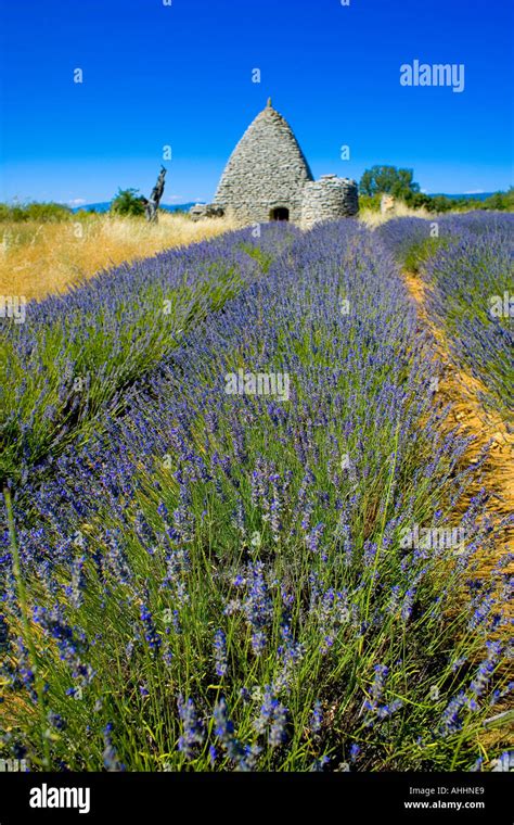 Stone House With Lavender Field Lavandula Angustifolia High Resolution