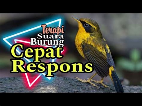 SUARA PANCING BURUNG POPULER Cepat BONGKAR MATERI FULL TEMBAKAN KERAS