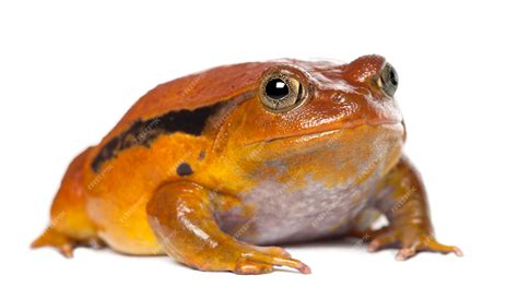 Premium Photo False Tomato Frog Dyscophus Guineti Portrait Against