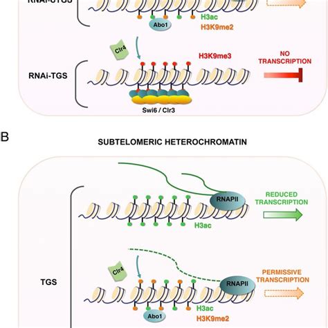 Model Of The Proposed Role Of Abo In Heterochromatin In S Pombe