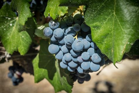 Images Gratuites La Nature Grain De Raisin Vignoble Du Vin Fruit