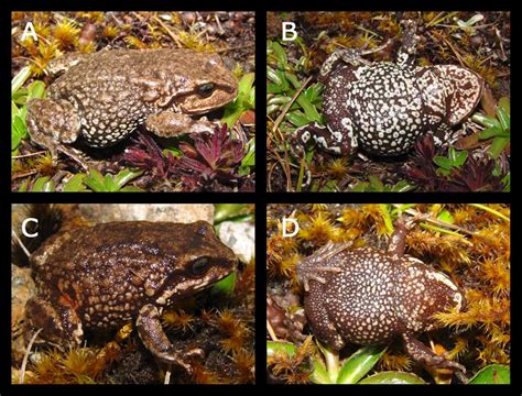 Eleven new species of rain frogs discovered in…