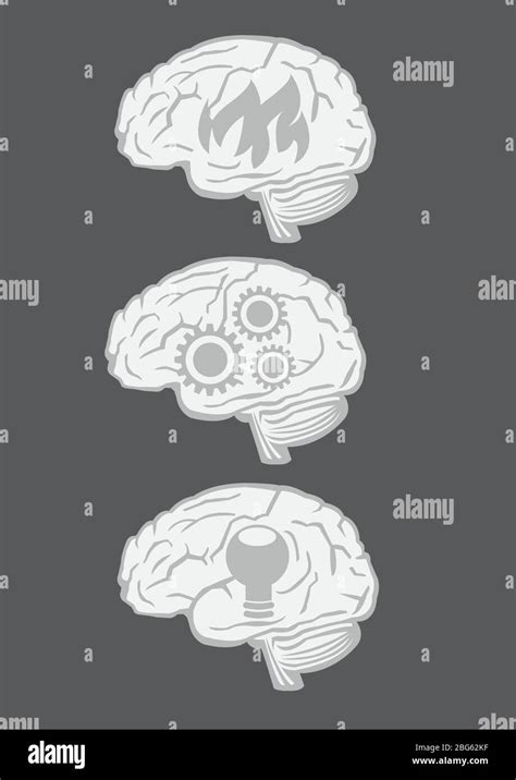 Lobes Et Fonctions Du Cerveau Humain Banque De Photographies Et D