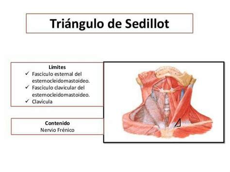 Tri Ngulo De Sedillot Triangulos Esternocleidomastoideo Nervio