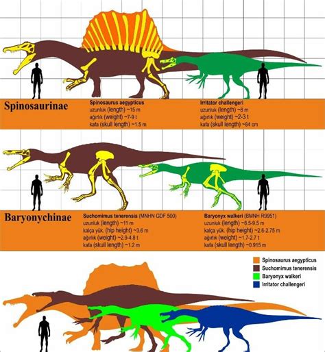 Spinosaurids | Prehistoric animals, Prehistoric creatures, Prehistoric