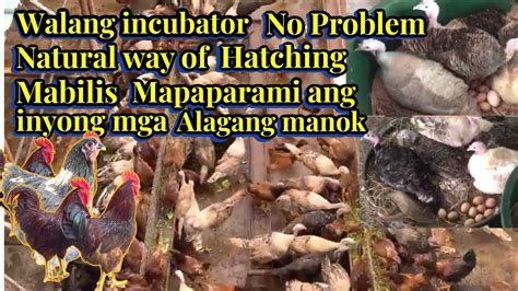 WALANG INCUBATOR NO PROBLEM NATURAL WAY OF HATCHING MABILIS MAPAPARAMI