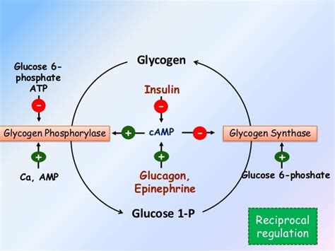 Metabolism of glycogen