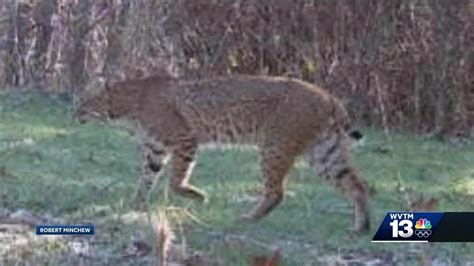 Large Bobcat Spotted In Alabama Youtube