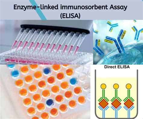 What Is An Elisa Assay Mybiosource Learning Center