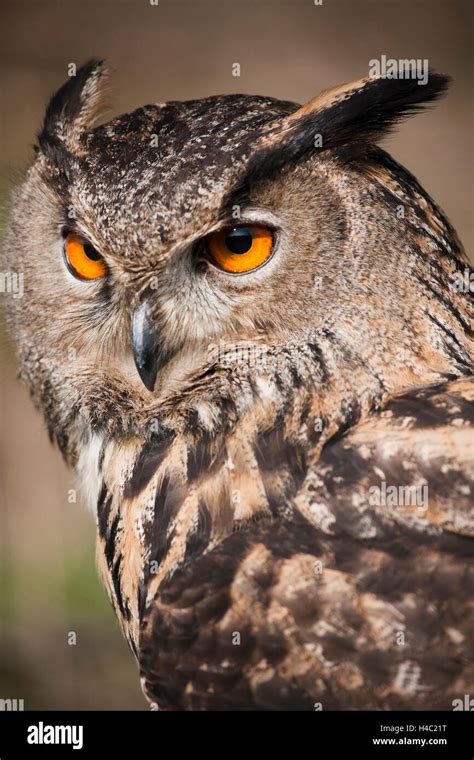 Eagle Owl Portrait Side View Profile Stock Photo Alamy