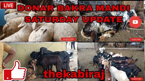 DEONAR BAKRA MANDI SATURDAY LIVE UPDATE YouTube