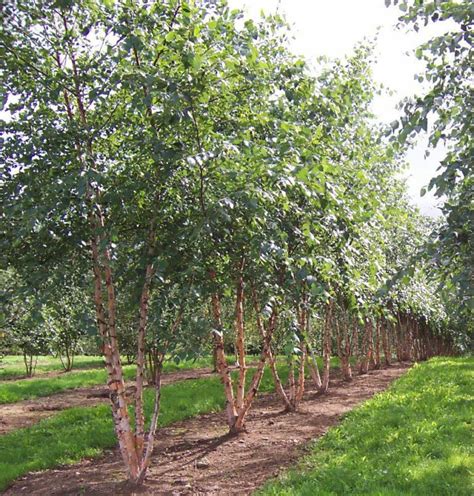 Betula Nigra Tree Hillier Trees