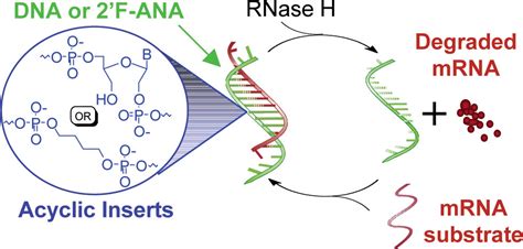 Figure From RNase H Activity Structure Specificity And 52 OFF