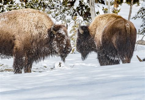 Winter Wildlife in Yellowstone | Kabino Vacation Rentals