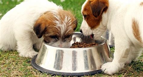 The Truth About Chicken Meal In Dog Food | DogLikesBest