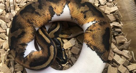 5 Popular Royal Python Morphs Explained - (With Pictures)