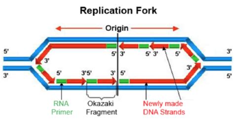 Dna Replication Repair Flashcards Quizlet