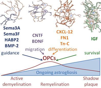 The Formation Of A Glial Scar Does Not Prohibit Remyelination In An