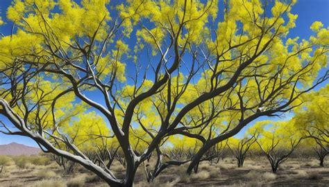 Palo Verde Tree Problems