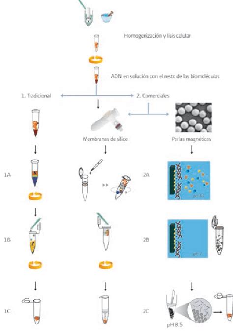 Etapas De La Extracci N Del Adn La Homogeneizaci N Y Lisis Celular Son