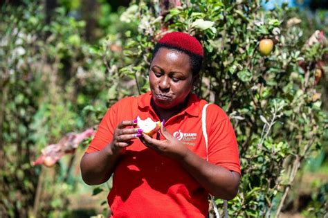 The Future Of Wambugu Apple Research And Development In Kenya Wambugu