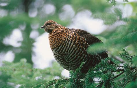 Parc National de la Gaspésie wildlife location in Canada, North America ...