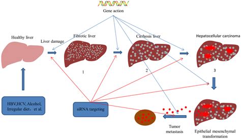 The Carcinogenesis Of Hepatocellular Carcinoma 1 Persistent