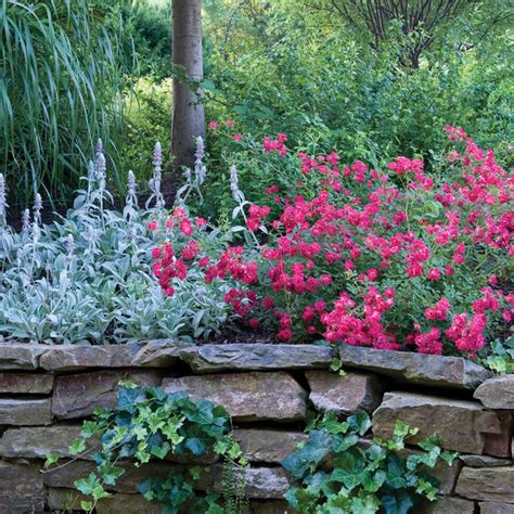 Red Drift Groundcover Rose Ground Cover Roses Drift Roses Shade Flowers