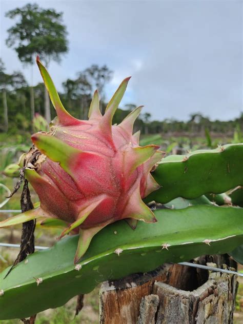 Rentável cultivo de pitaya passa por expansão entre produtores e