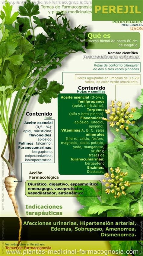 PEREJIL Herbs Medicinal Herbs Healing Herbs