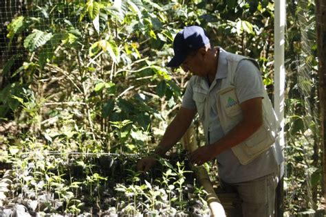 Conozca la iniciativa que impulsa la siembra de árboles en Colombia