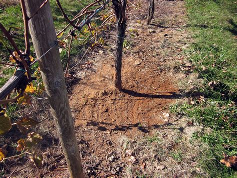 What Lies Beneath Grape Root Borer In Eastern Vineyards