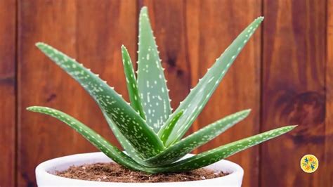 5 Conseils Pour Bien Prendre Soin Dune Plante DAloe Vera