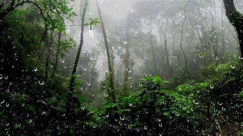 Regengeräusche im Regenwald mit Natürlichem Klang Regen zum