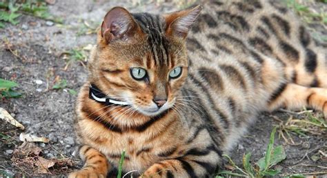 Gato De Bengala Saiba Varia Es E Como Cuidar Dos Felinos Dessa Ra A