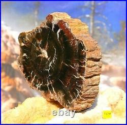 Rare Utah Petrified Fossilised Conifer Wood Slice Prehistoric Tree 742g