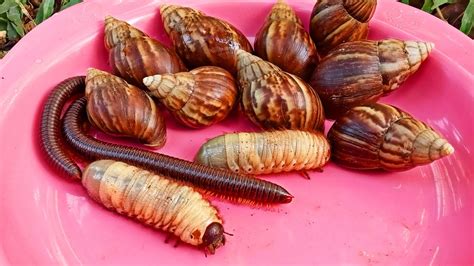 Hunting Snail Millipede Beetle Larvae Mencari Bekicot Luwing Kaki