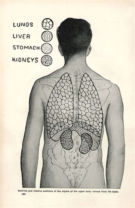 1926 Human Anatomy Print Organs Lungs Heart Stomach Kidneys