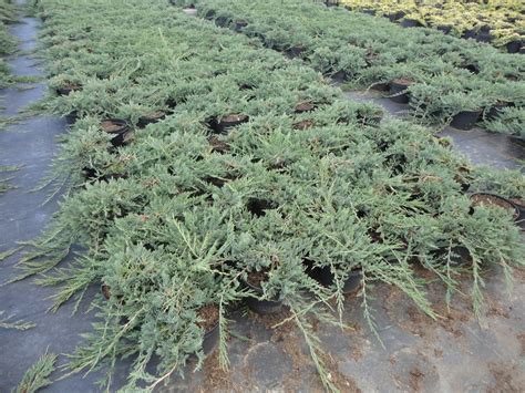 Можжевельник горизонтальный Айс Блю/Juniperus horizontalis Ice Blue 10 ...