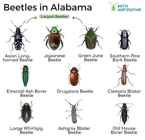 Types Of Beetles In Alabama With Pictures