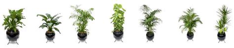 Plantscapers Plants For Hire Indoor Plant Hire Sydney Sutherland