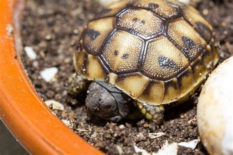 Bebe Tortue Hermann Terrarium