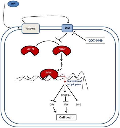 Activated Gli And Gli Downstream Of Shh Patched Smoothened Regulate