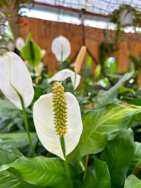 Ornamental Plant Spathiphyllum Kochii Peace Lily With Blooming White